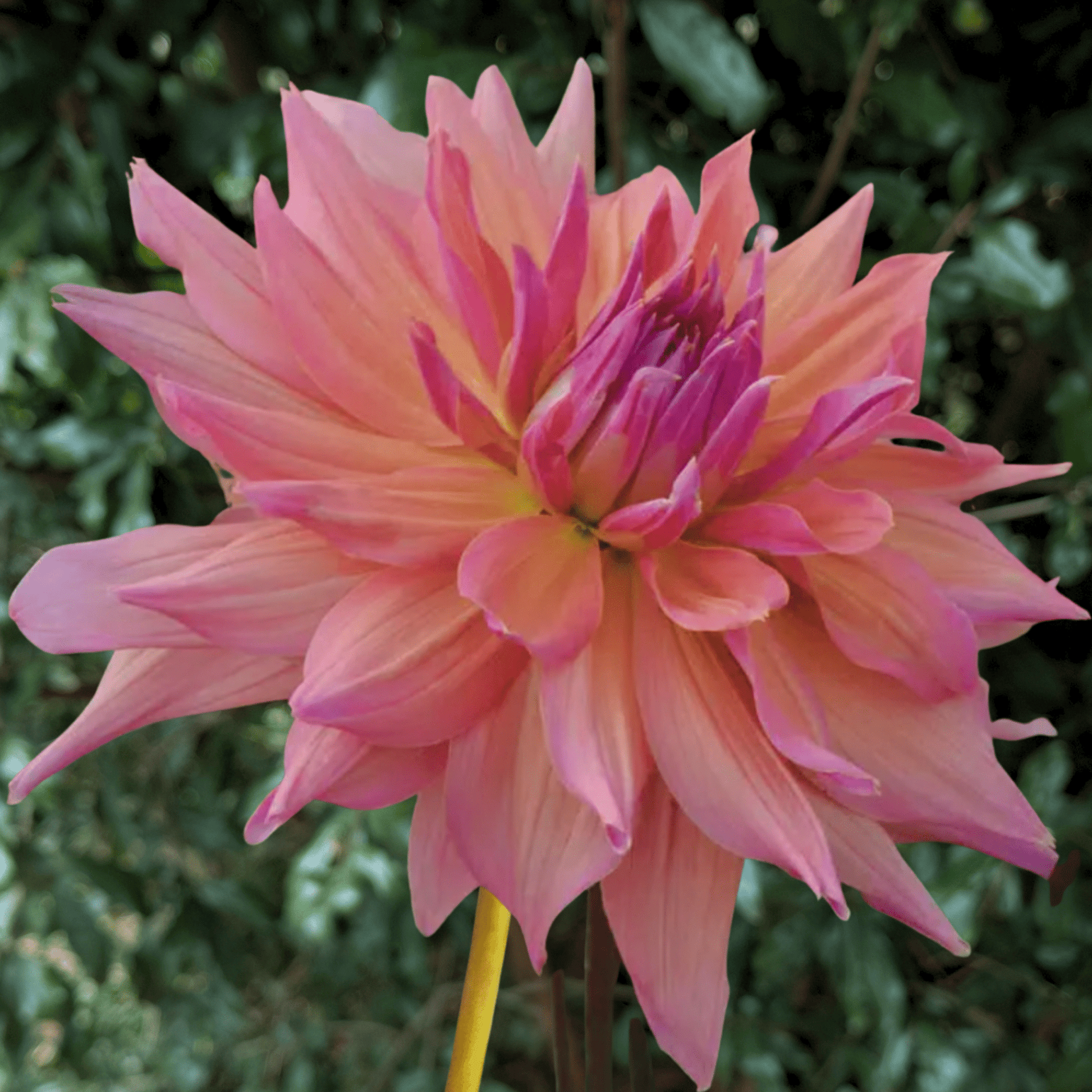 Pashmina Dahlia Tuber | South Africa - Love Dahlias - south - africa - flower - bulbs