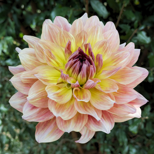 Paso Doble Dancer Dahlia Tuber | South Africa - Love Dahlias - south - africa - flower - bulbs