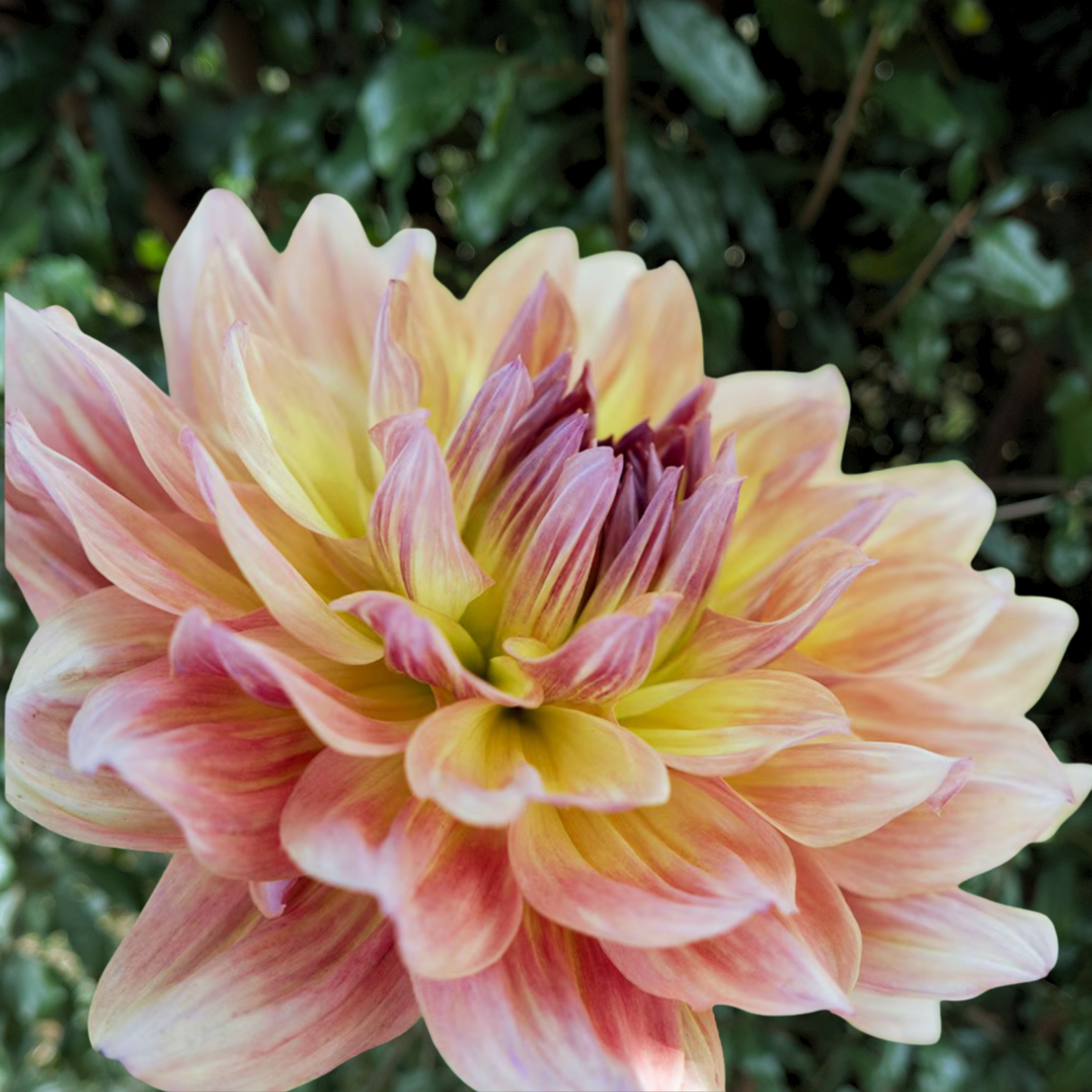 Paso Doble Dancer Dahlia Tuber | South Africa - Love Dahlias - south - africa - flower - bulbs