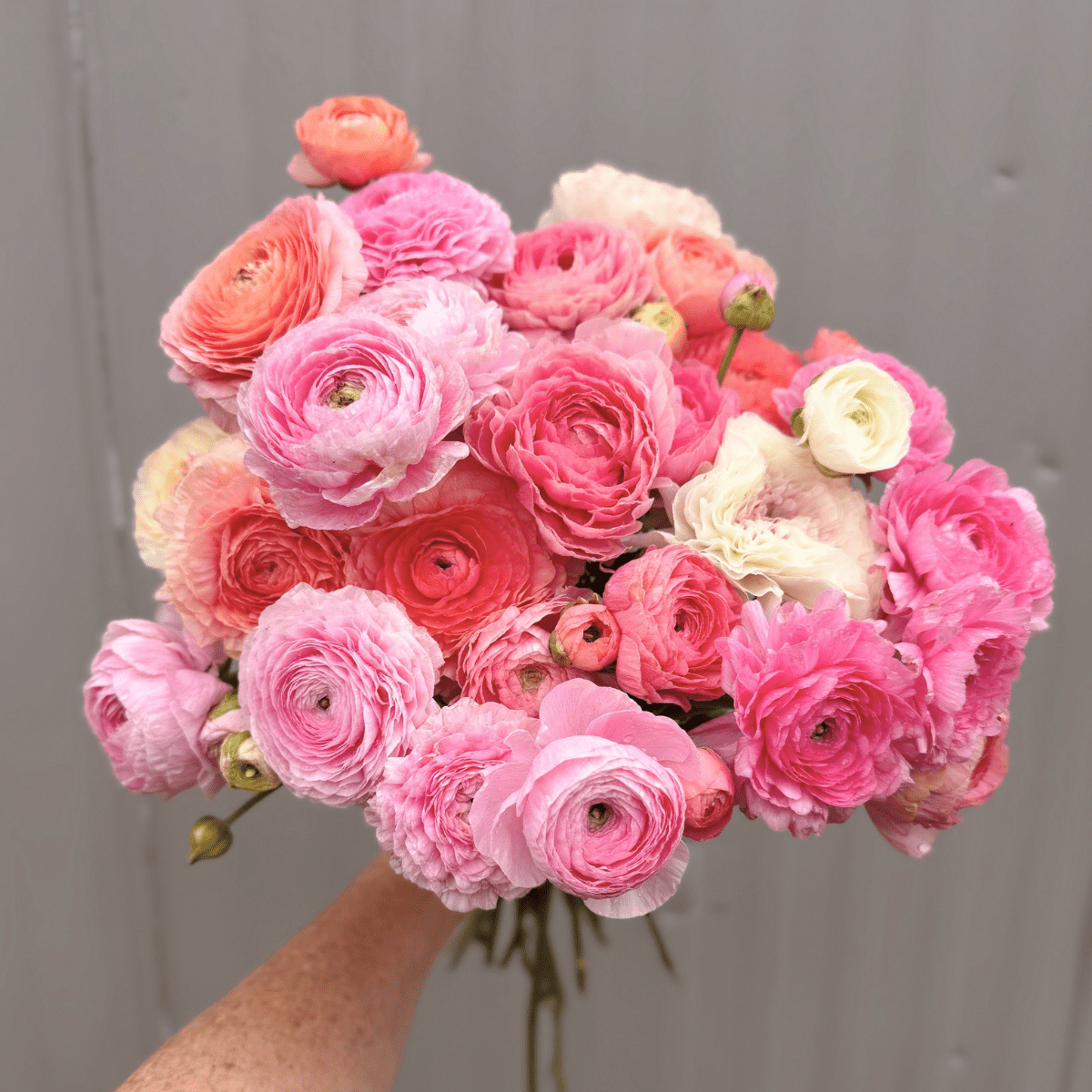 Pastel Romance Elegantly Double Ranunculus Mix – 10 Corms - Love Dahlias-#south#-#africa#-#flower#-#bulbs#