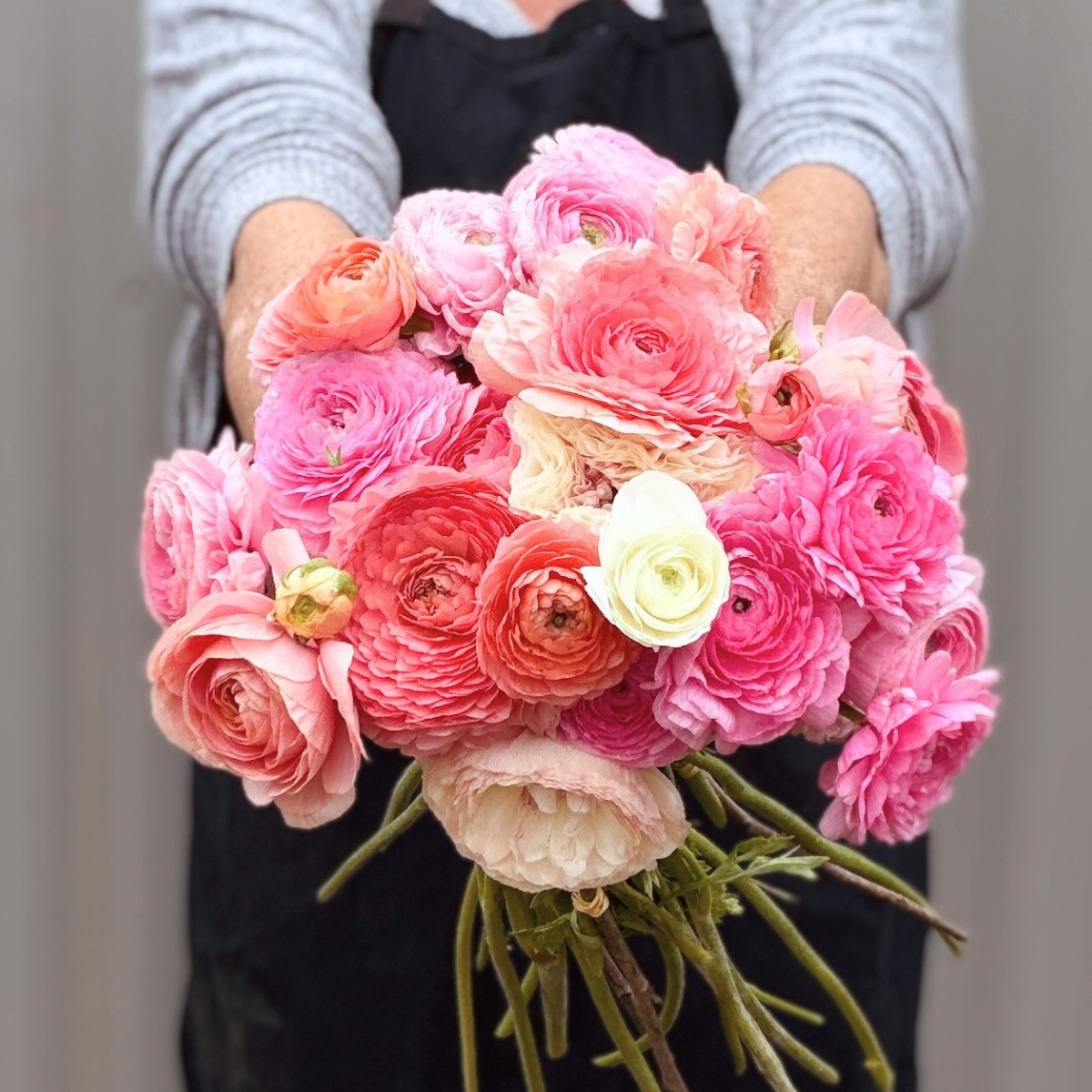 Pastel Romance Elegantly Double Ranunculus Mix – 10 Corms - Love Dahlias-#south#-#africa#-#flower#-#bulbs#
