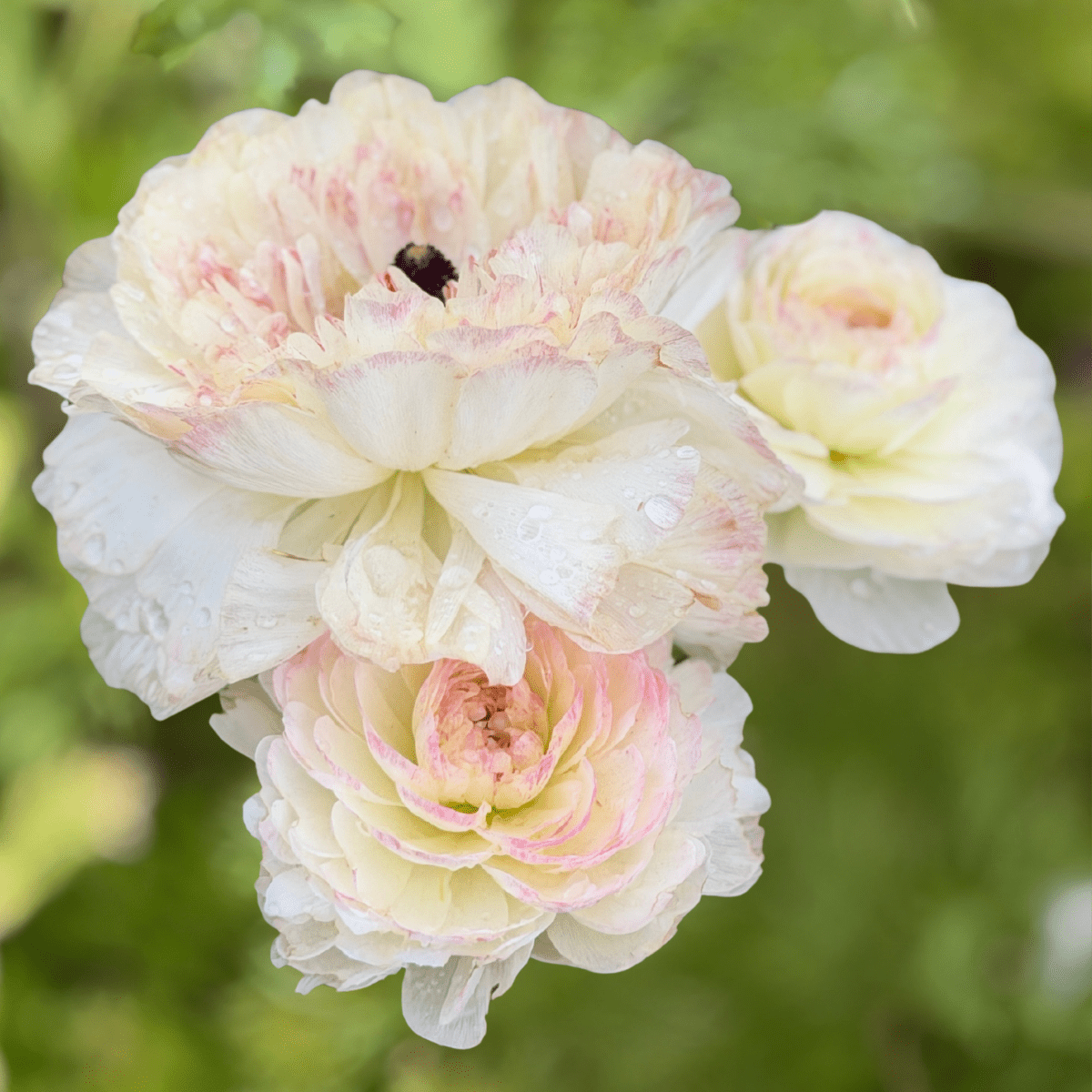 Pastel Romance Elegantly Double Ranunculus Mix – 10 Corms - Love Dahlias-#south#-#africa#-#flower#-#bulbs#