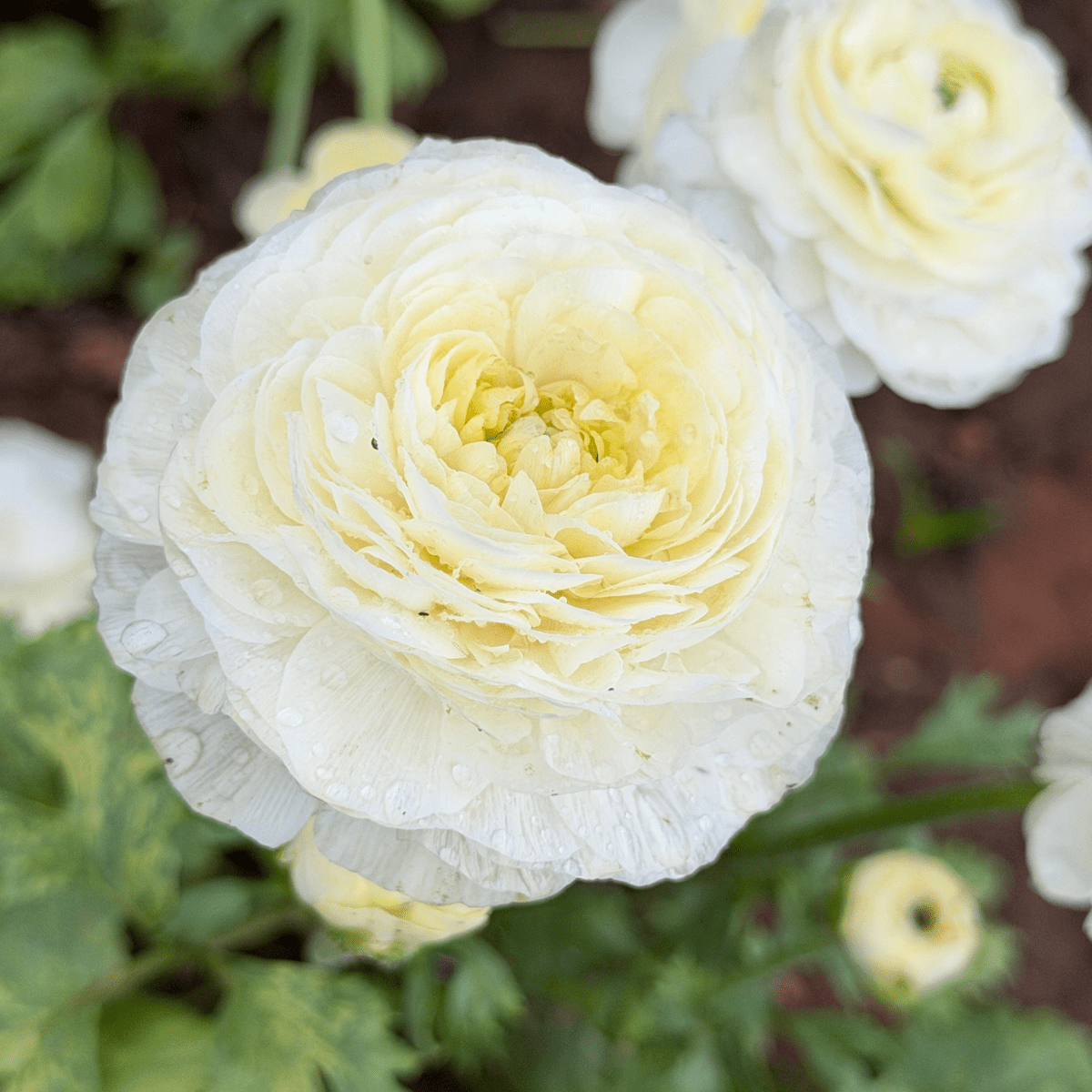 Pastel Romance Elegantly Double Ranunculus Mix – 10 Corms - Love Dahlias-#south#-#africa#-#flower#-#bulbs#