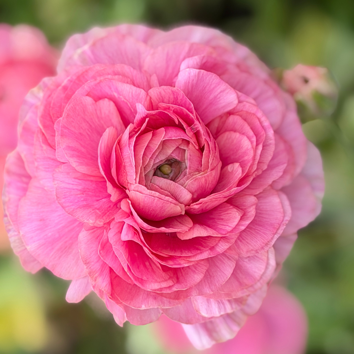 Pastel Romance Elegantly Double Ranunculus Mix – 10 Corms - Love Dahlias-#south#-#africa#-#flower#-#bulbs#