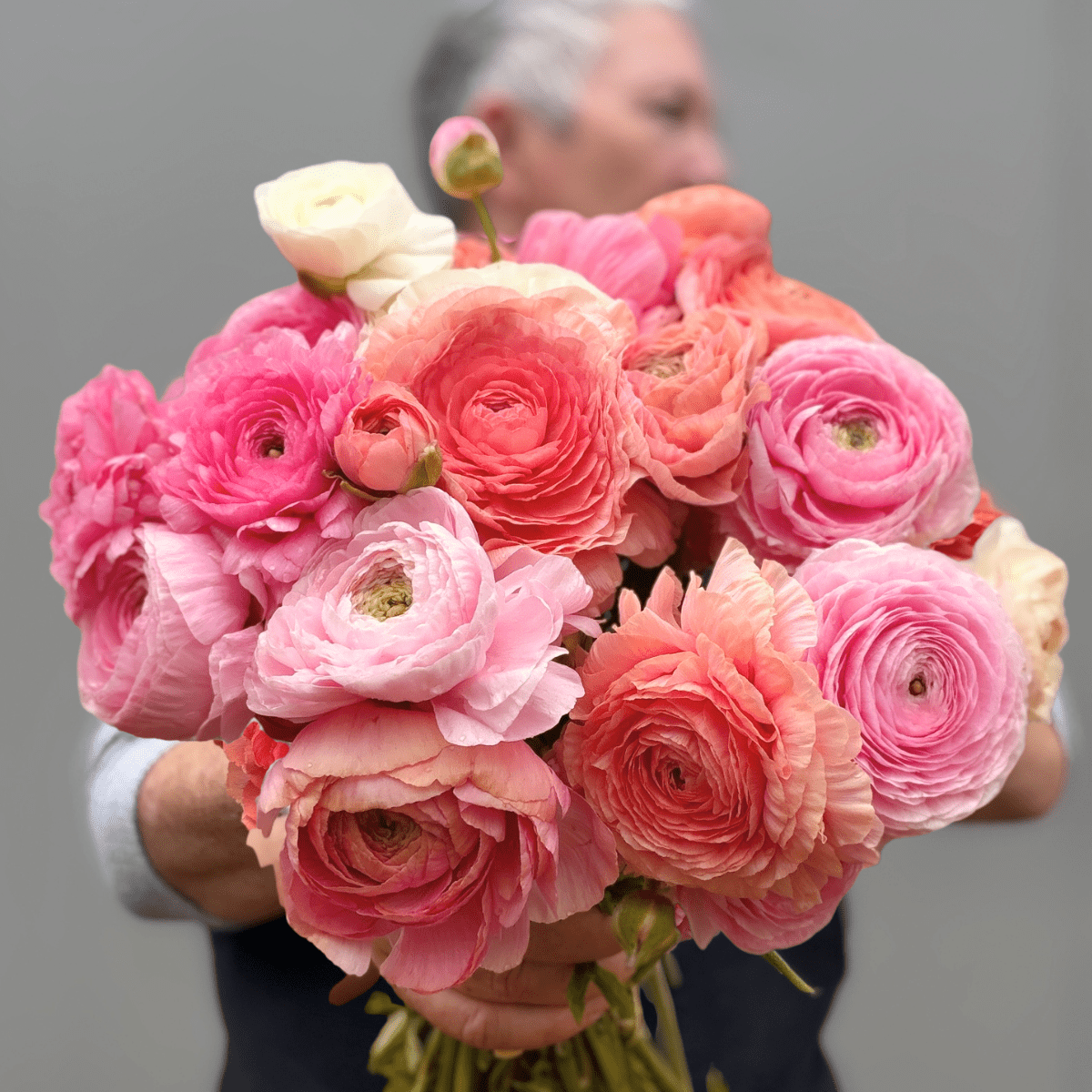Pastel Romance Elegantly Double Ranunculus Mix – 10 Corms - Love Dahlias-#south#-#africa#-#flower#-#bulbs#