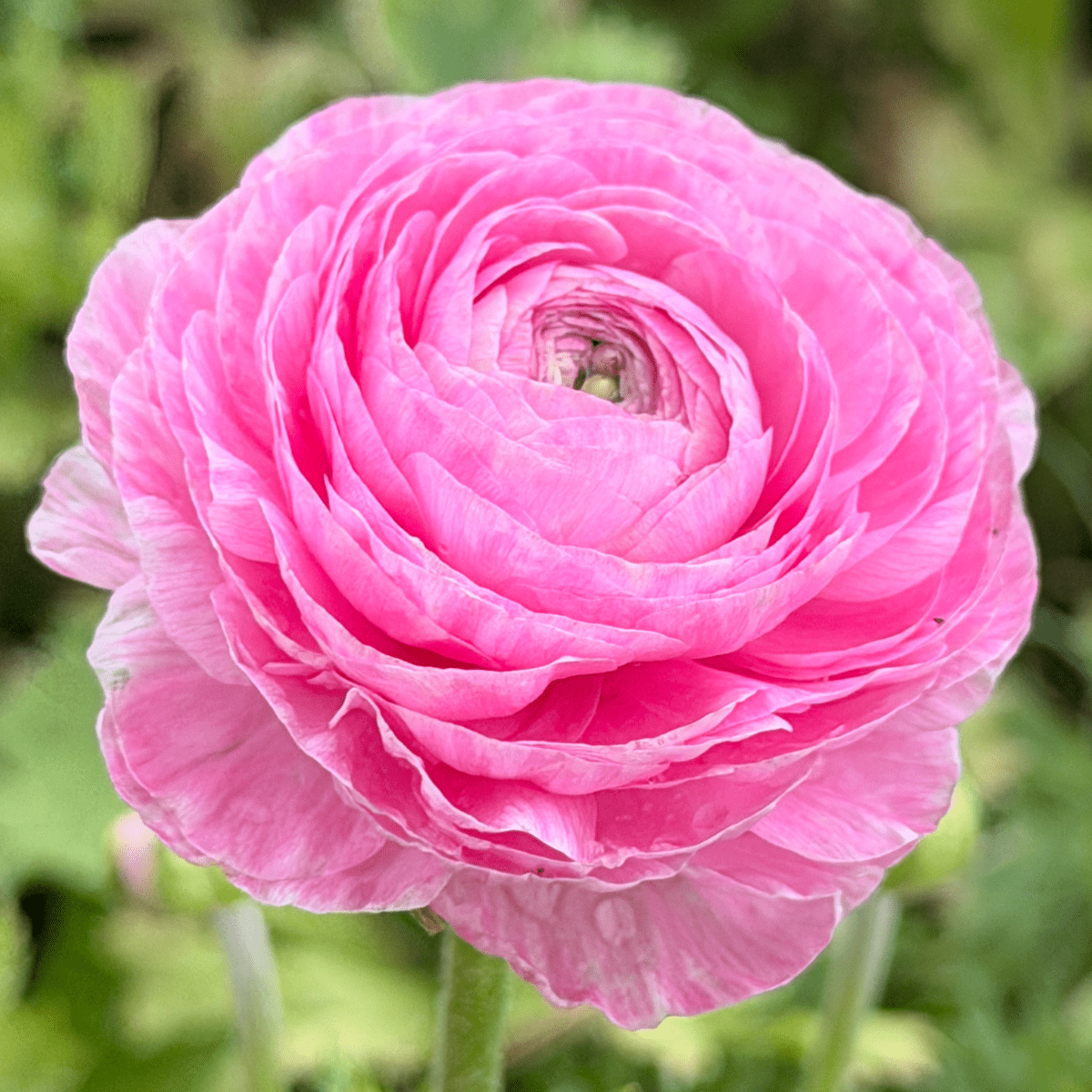Pastel Romance Elegantly Double Ranunculus Mix – 10 Corms - Love Dahlias-#south#-#africa#-#flower#-#bulbs#