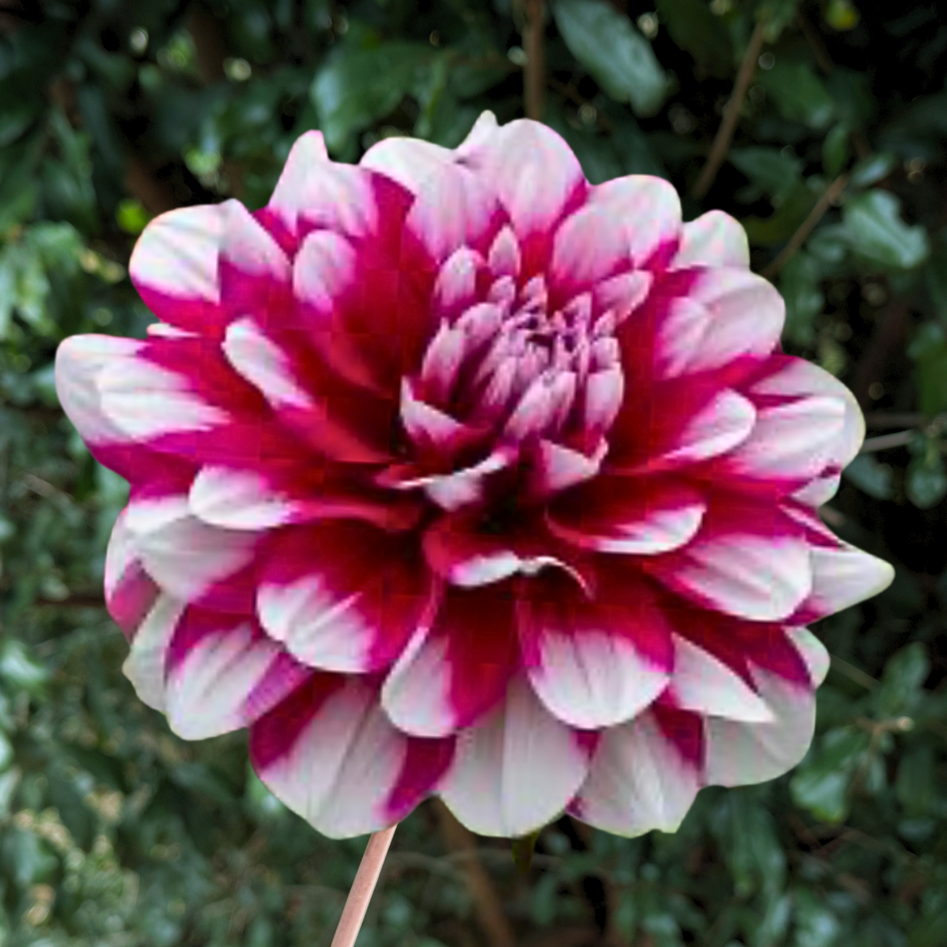 Patches Dahlia Tuber | South Africa - Love Dahlias - south - africa - flower - bulbs