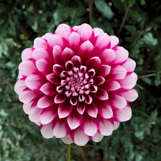 Patches Dahlia Tuber | South Africa - Love Dahlias - south - africa - flower - bulbs