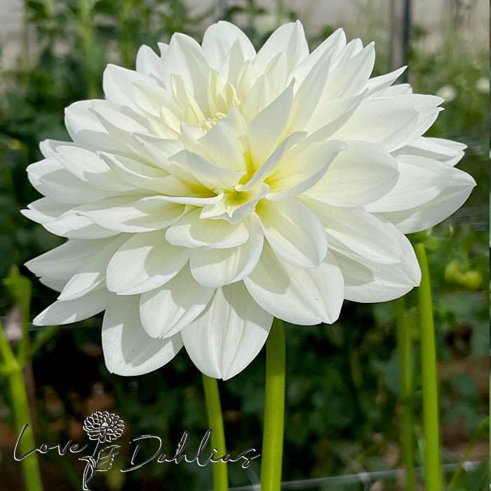 Peace Pact Dahlia Tuber - Love Dahlias - south - africa - flower - bulbs