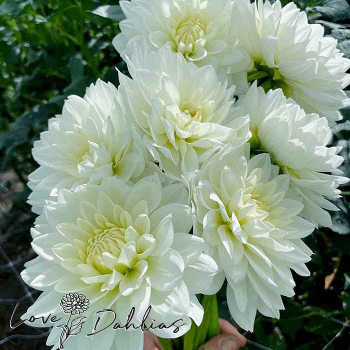 Peace Pact Dahlia Tuber - Love Dahlias - south - africa - flower - bulbs