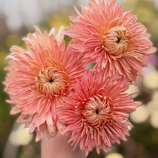 Peach Courtier Heirloom Chrysanthemum (Available 2028) - Love Dahlias-south-africa-flower-bulbs