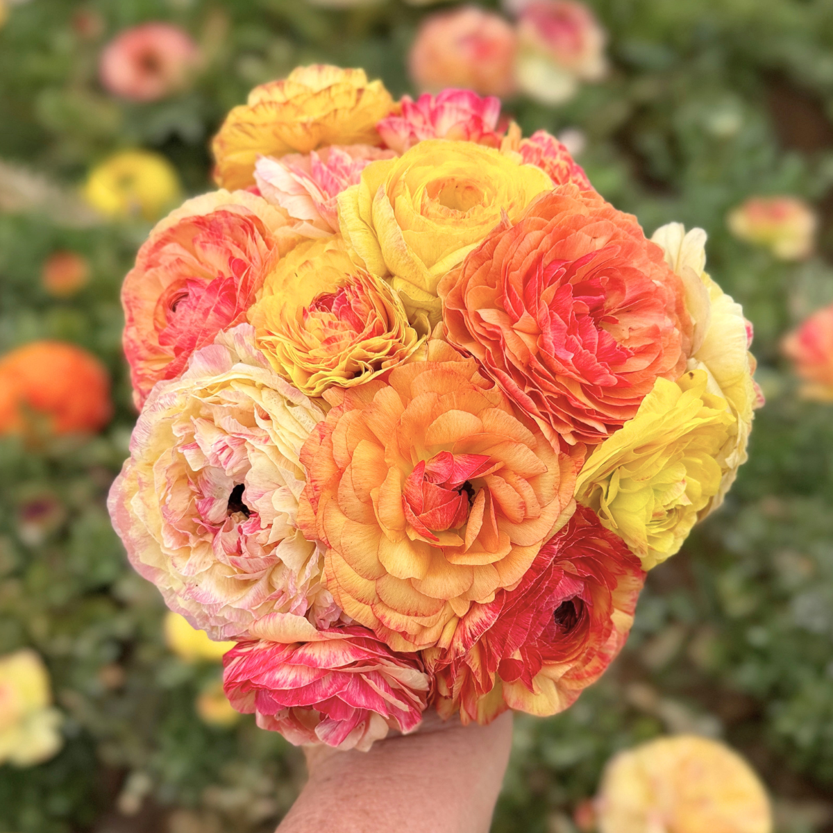 Peach Lemonade Garden Ranunculus Mix (Pack of 20) - Love Dahlias-south-africa-flower-bulbs