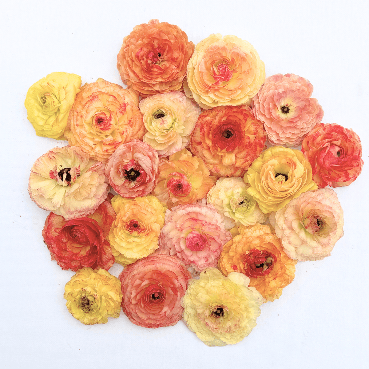 Peach Lemonade Garden Ranunculus Mix (Pack of 20) - Love Dahlias-south-africa-flower-bulbs