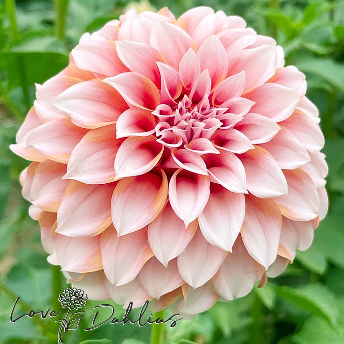 Peaches Dahlia Tuber - Love Dahlias - south - africa - flower - bulbs