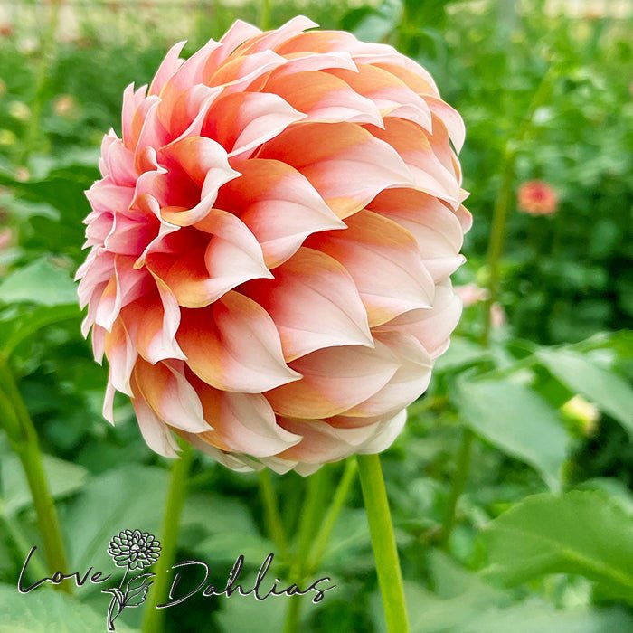 Peaches Dahlia Tuber - Love Dahlias - south - africa - flower - bulbs