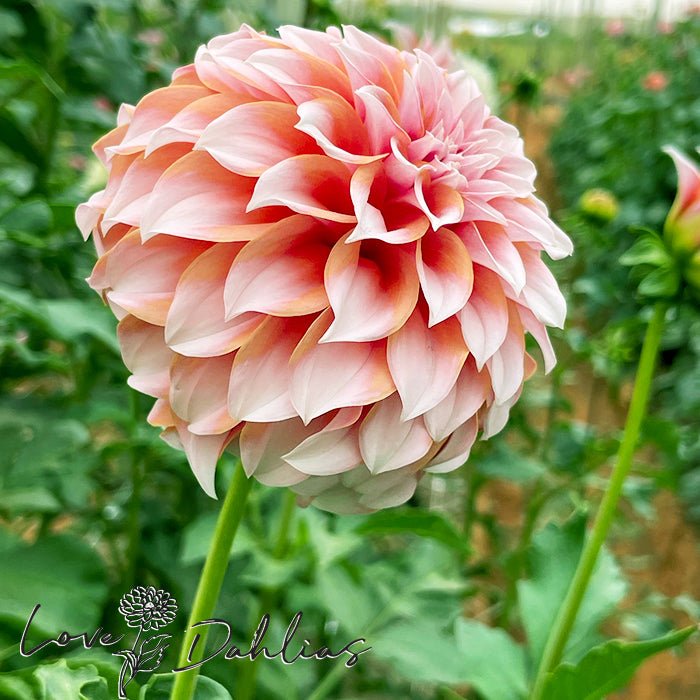 Peaches Dahlia Tuber - Love Dahlias - south - africa - flower - bulbs