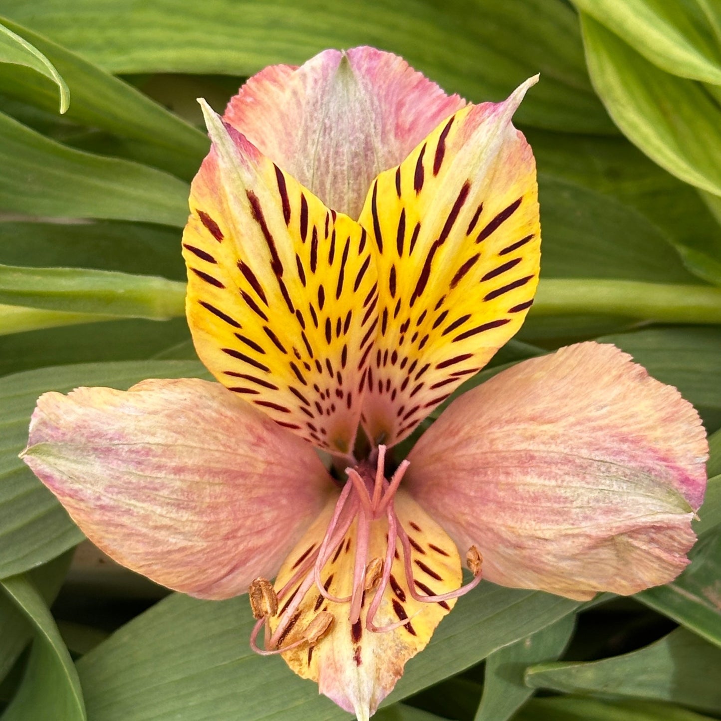 Peachy Alstroemeria Plant (Inca Lily) - Love Dahlias - south - africa - flower - bulbs