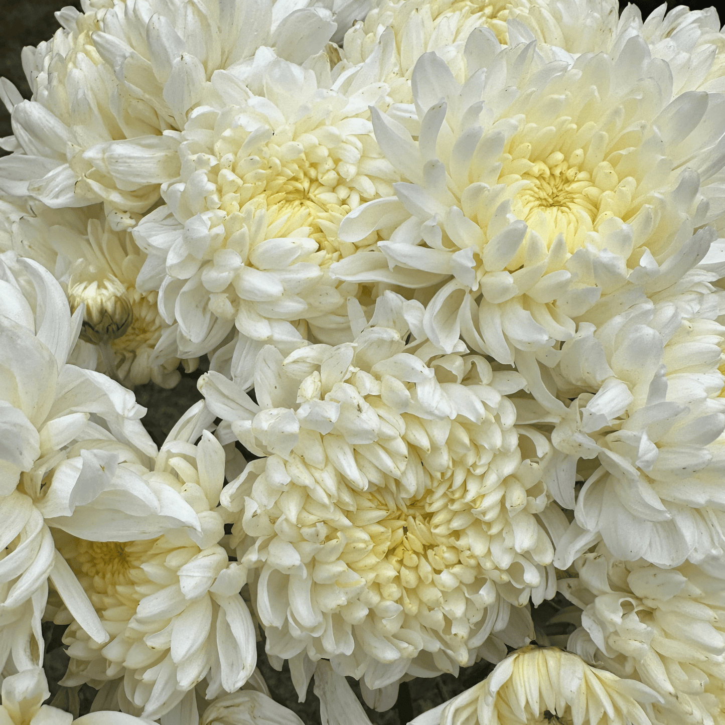 Pearl Cloud Heirloom Chrysanthemum | South Africa - Love Dahlias - south - africa - flower - bulbs