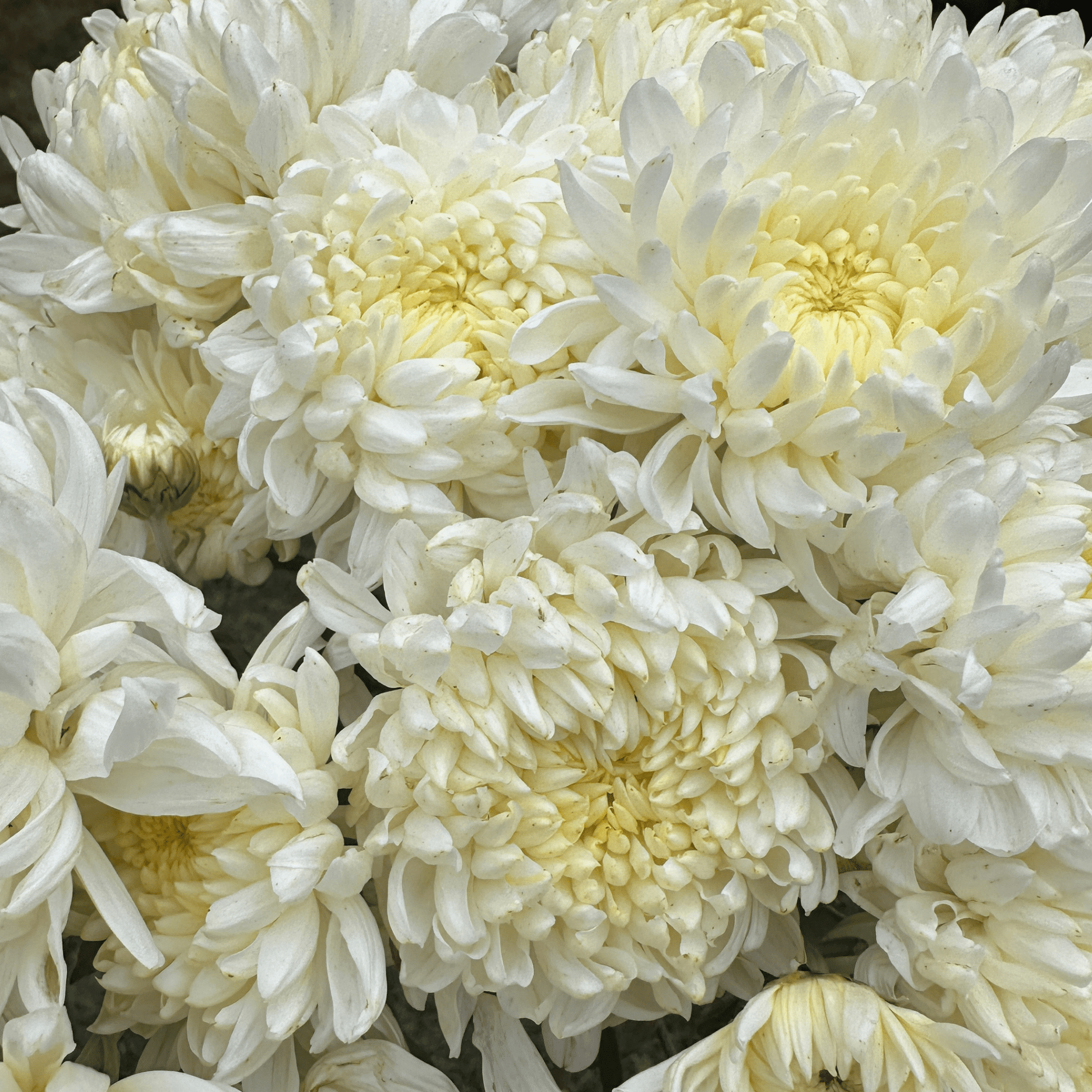 Pearl Cloud Heirloom Chrysanthemum | South Africa - Love Dahlias - south - africa - flower - bulbs