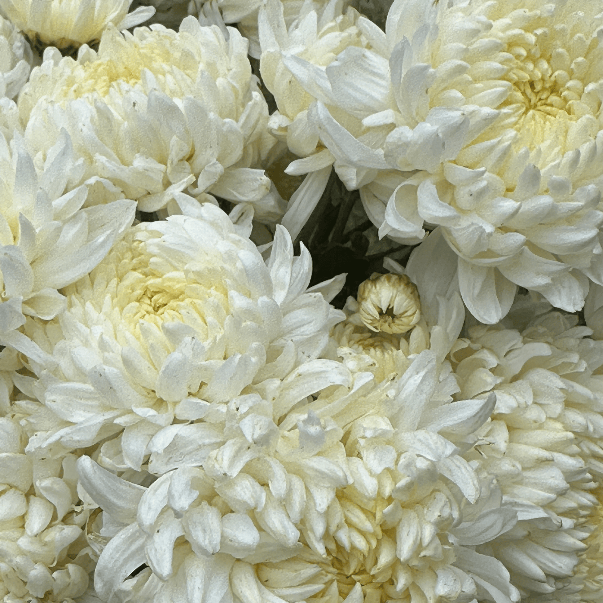 Pearl Cloud Heirloom Chrysanthemum | South Africa - Love Dahlias - south - africa - flower - bulbs