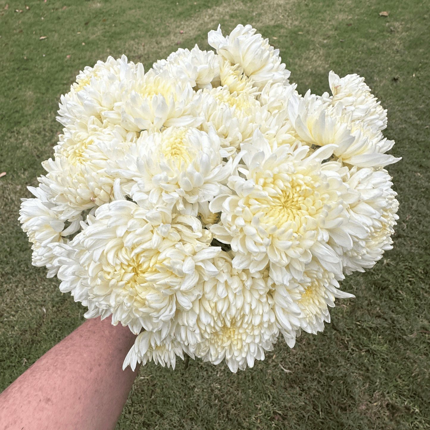 Pearl Cloud Heirloom Chrysanthemum | South Africa - Love Dahlias - south - africa - flower - bulbs