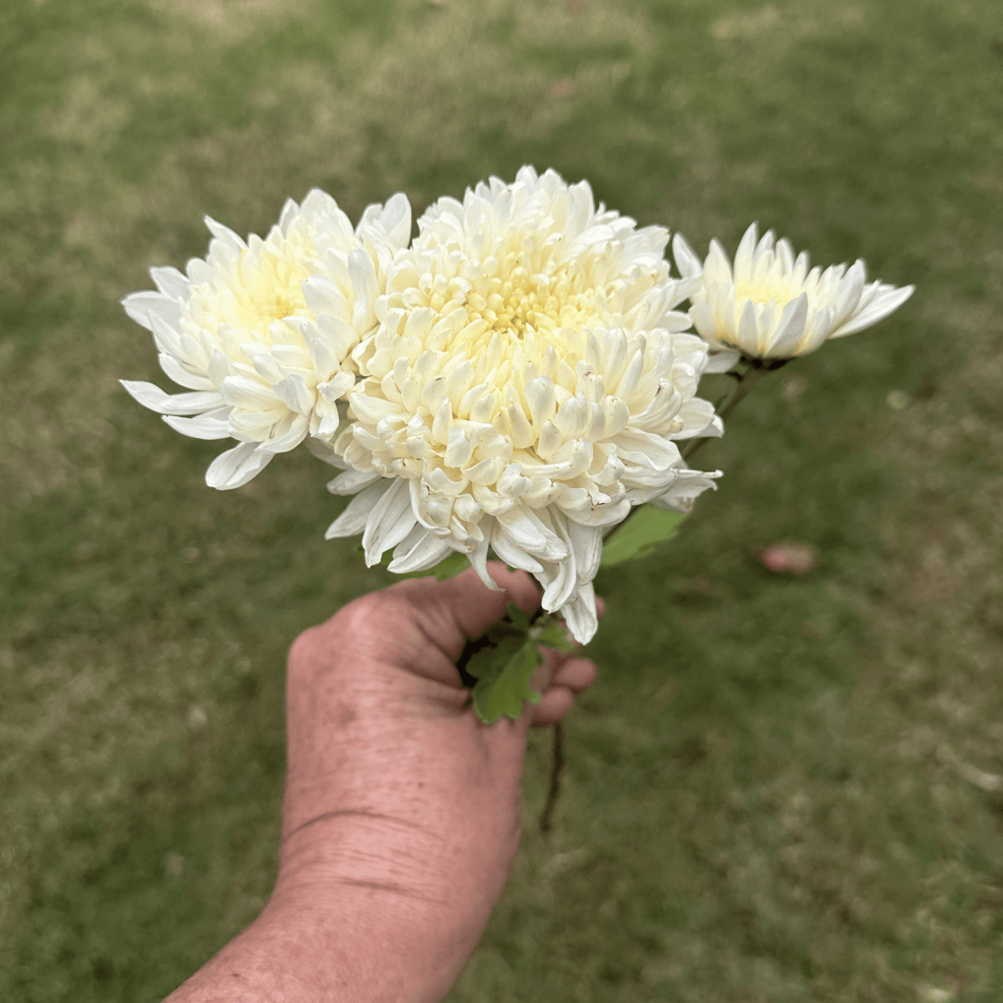 Pearl Cloud Heirloom Chrysanthemum | South Africa - Love Dahlias - south - africa - flower - bulbs