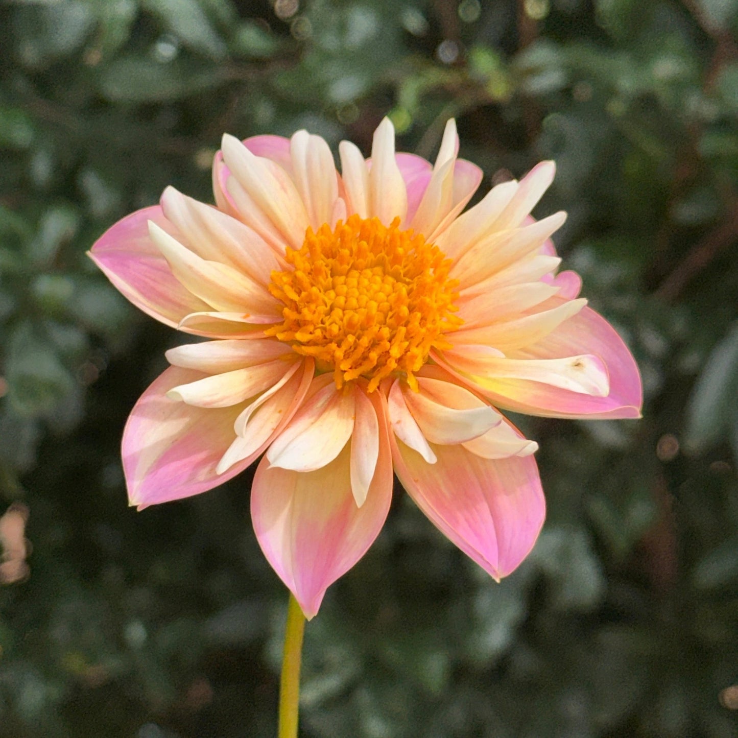 Pepita Pink Dahlia (Limit 1 p.p) - Love Dahlias - south - africa - flower - bulbs