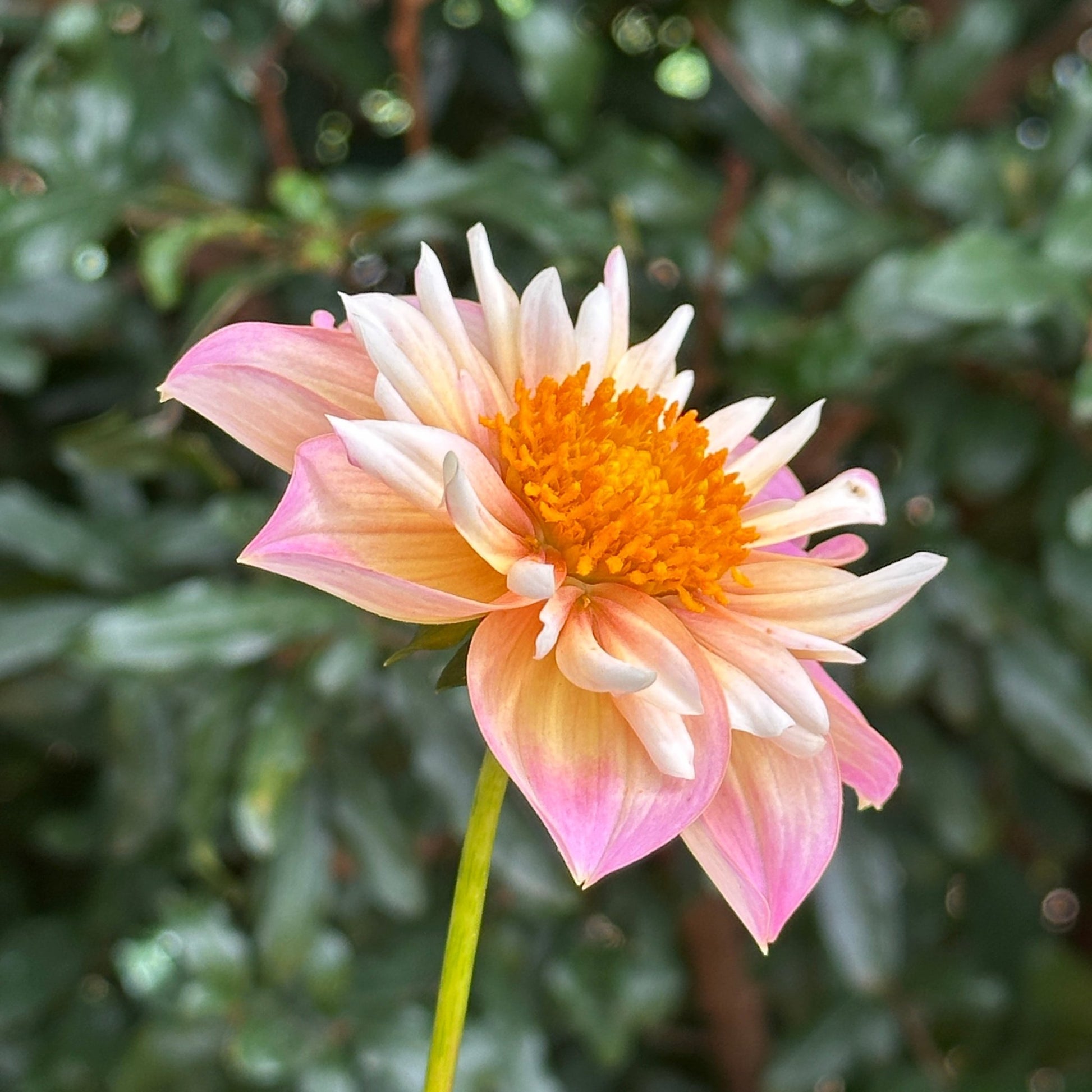 Pepita Pink Dahlia (Limit 1 p.p) - Love Dahlias - south - africa - flower - bulbs