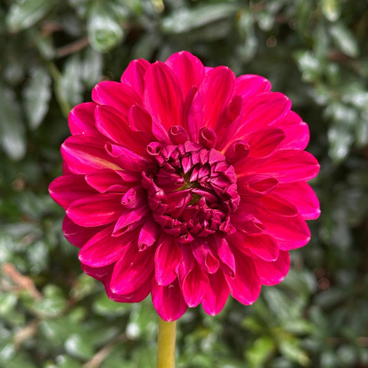 Perch Hill Dahlia Tuber - Love Dahlias - south - africa - flower - bulbs