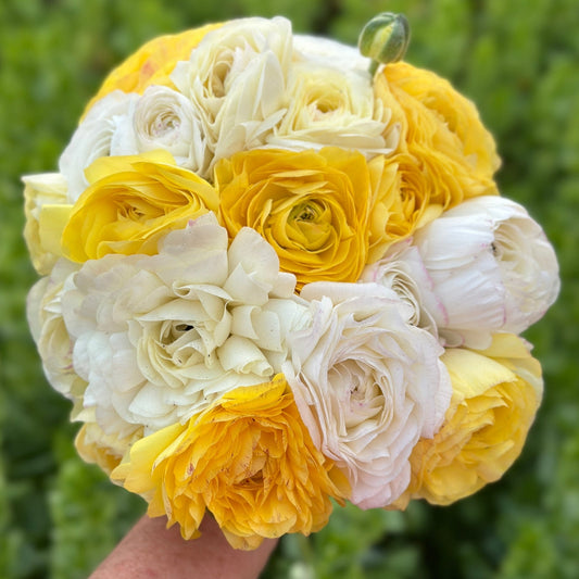 Pina Colada Garden Ranunculus Mix - Love Dahlias - south - africa - flower - bulbs