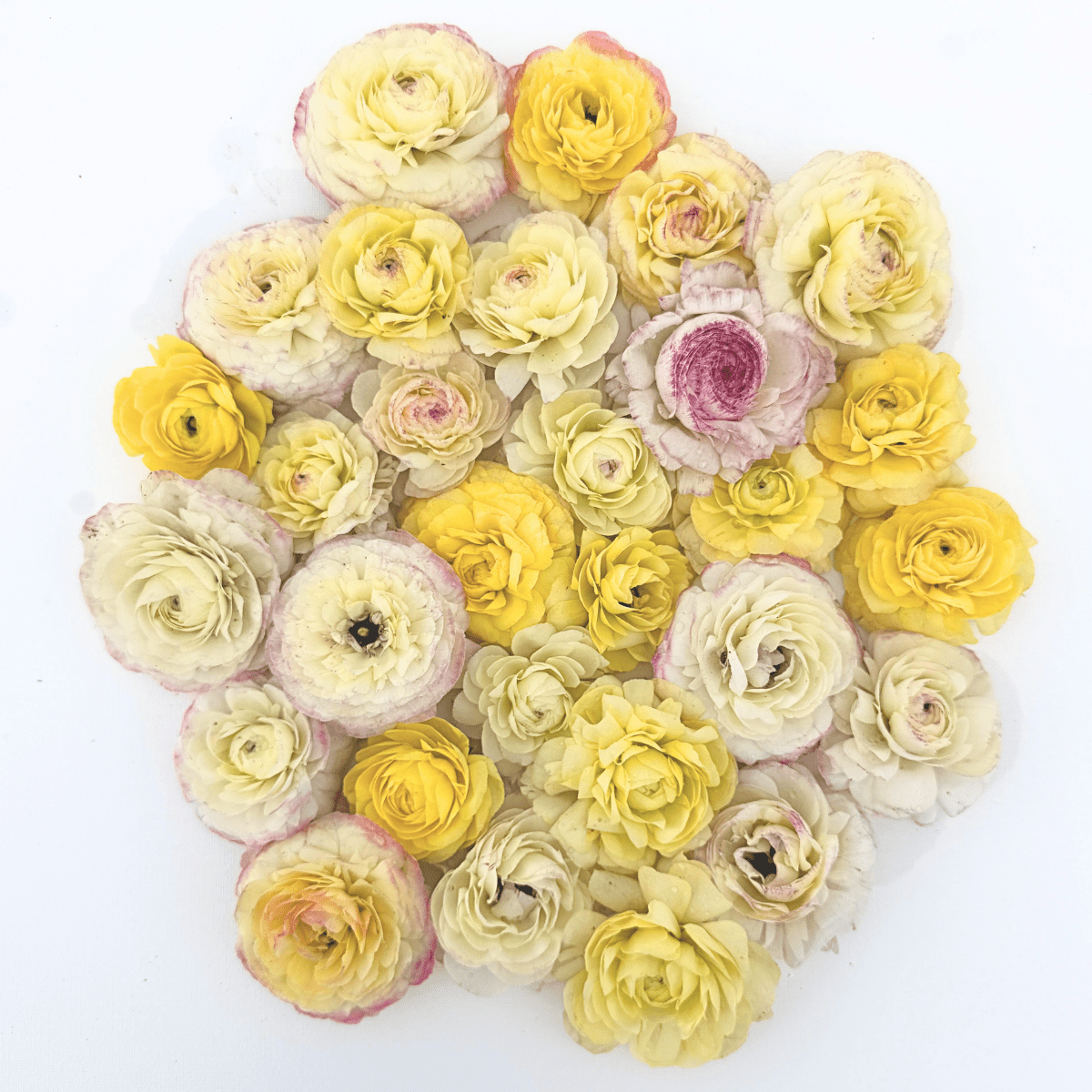 Pina Colada Garden Ranunculus Mix (Pack of 20) - Love Dahlias-south-africa-flower-bulbs