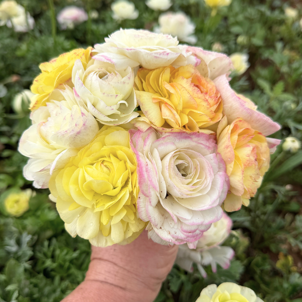 Pina Colada Garden Ranunculus Mix (Pack of 20) - Love Dahlias-south-africa-flower-bulbs