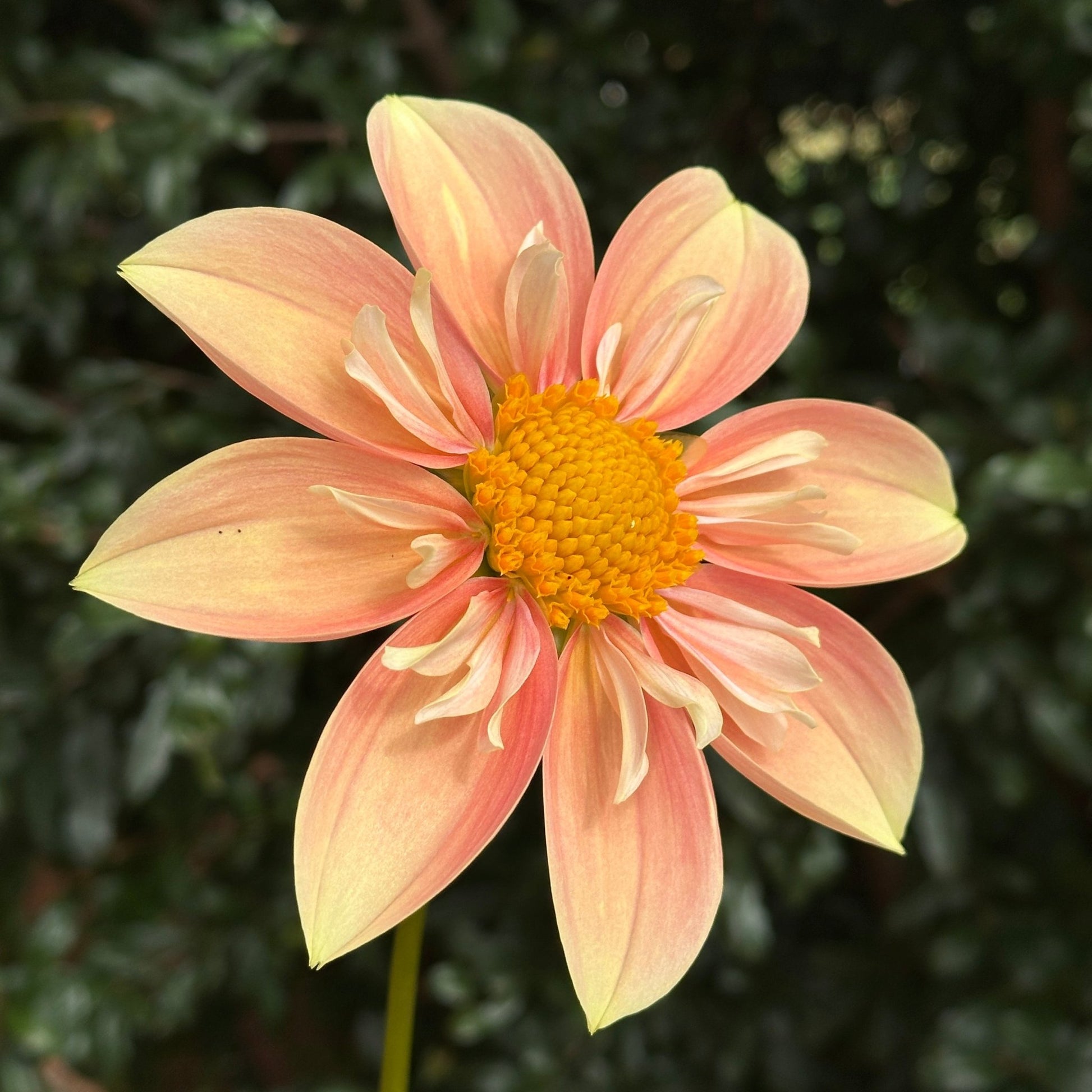 Pina's Apple Pie Dahlia (Limit 1 p.p) - Love Dahlias - south - africa - flower - bulbs
