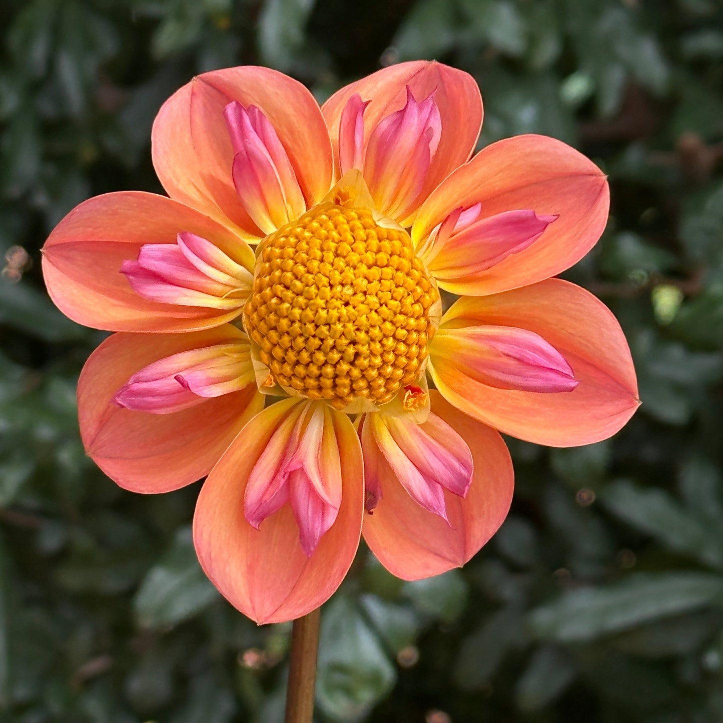 Pina's Apricot Dahlia (Limit 1 p.p) - Love Dahlias - south - africa - flower - bulbs