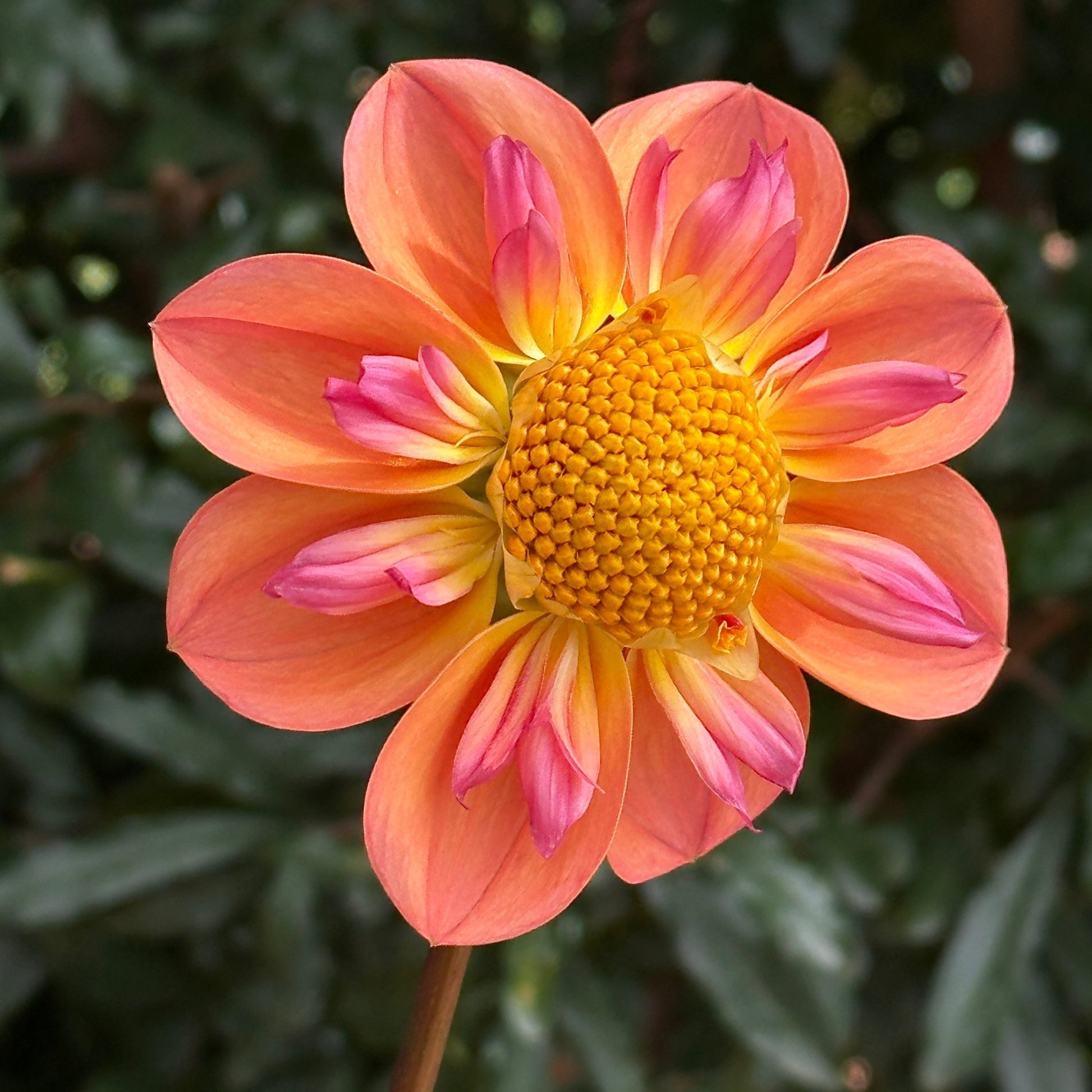 Pina's Apricot Dahlia (Limit 1 p.p) - Love Dahlias - south - africa - flower - bulbs