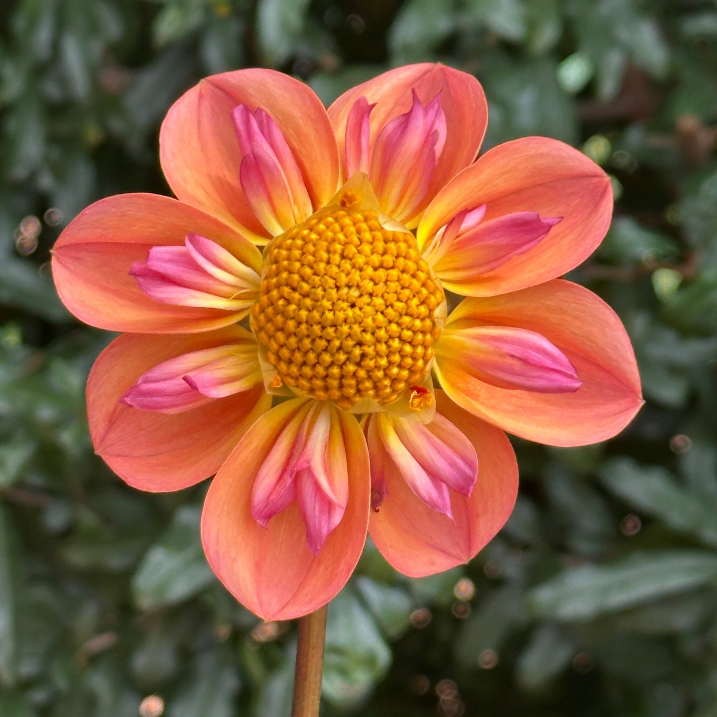 Pina's Apricot Dahlia (Limit 1 p.p) - Love Dahlias - south - africa - flower - bulbs