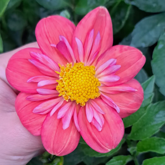 Pina's Coral Dahlia Tuber | South Africa - Love Dahlias-#south#-#africa#-#flower#-#bulbs#
