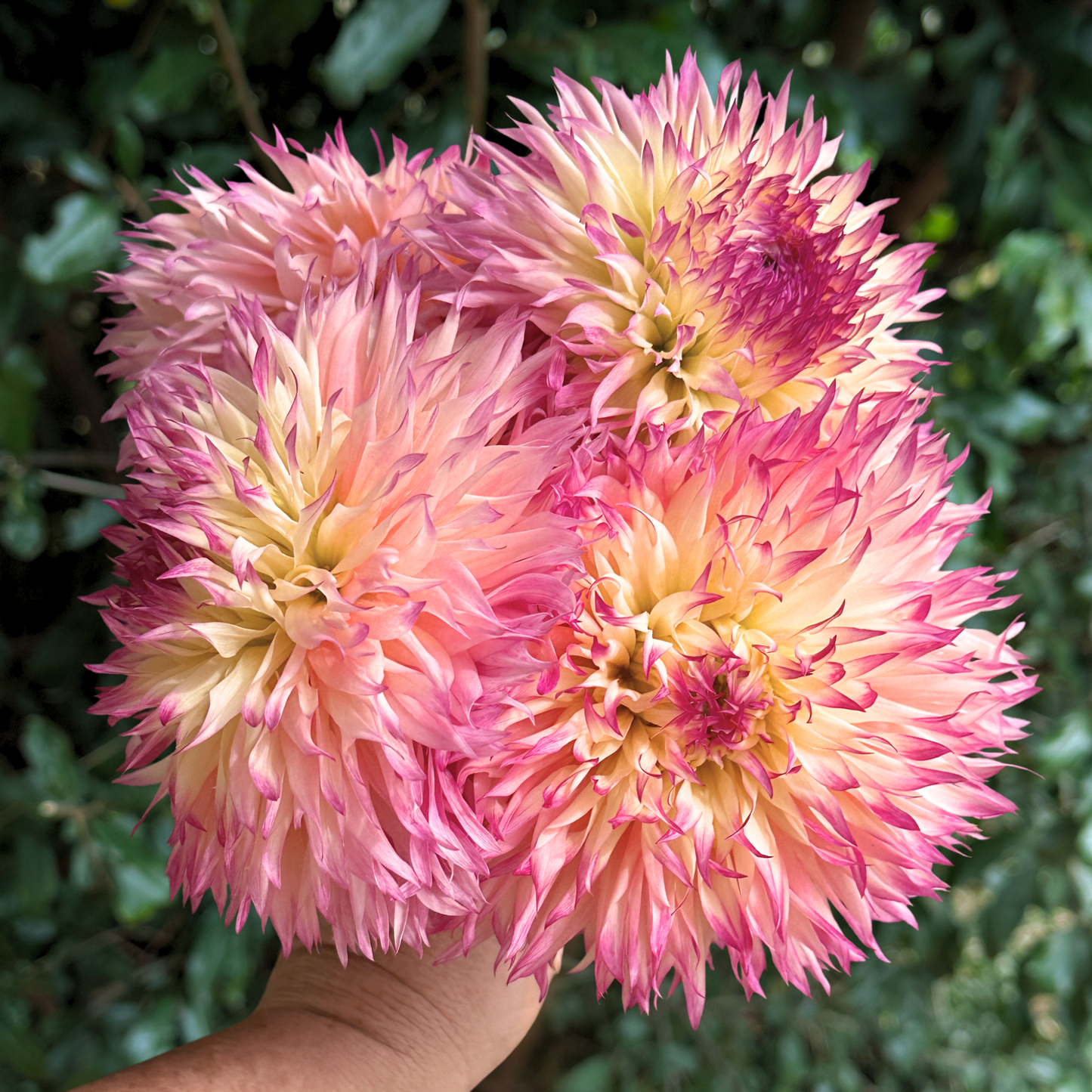Pinelands Princess Dahlia Tuber | South Africa - Love Dahlias - south - africa - flower - bulbs