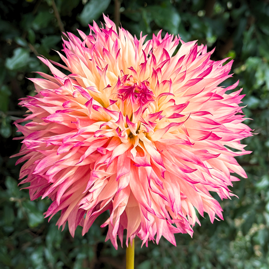 Pinelands Princess Dahlia Tuber | South Africa - Love Dahlias - south - africa - flower - bulbs