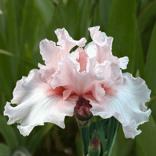Pink Bubbles Bearded Iris (Coming in 2028) - Love Dahlias-south-africa-flower-bulbs