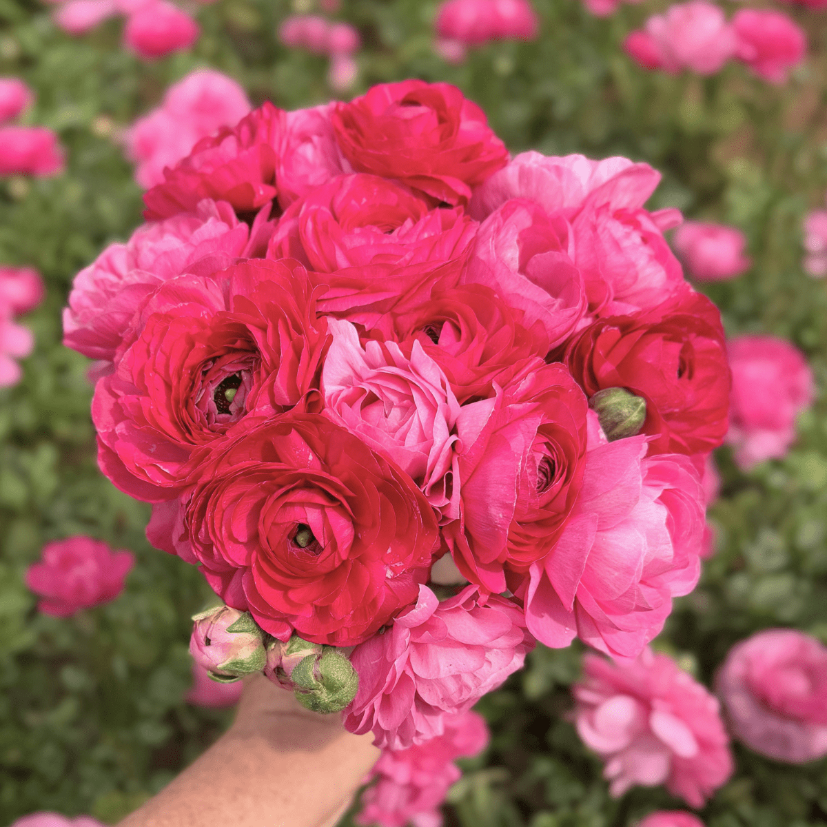 Pink Daiquiri Garden Ranunculus Mix (Pack of 20) - Love Dahlias-south-africa-flower-bulbs