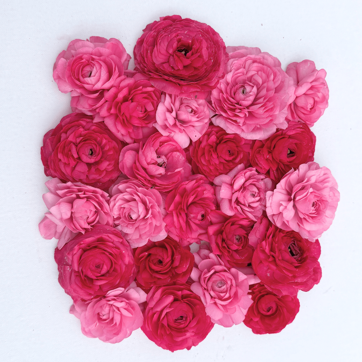 Pink Daiquiri Garden Ranunculus Mix (Pack of 20) - Love Dahlias-south-africa-flower-bulbs