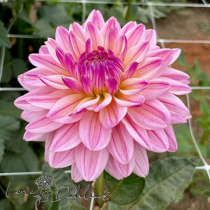 Pink Magic Dahlia Tuber - Love Dahlias - south - africa - flower - bulbs
