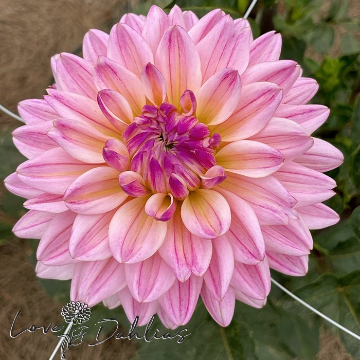 Pink Dahlias – Love Dahlias