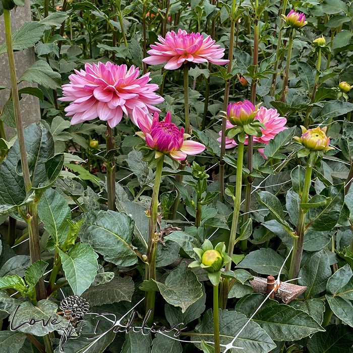 Pink Magic Dahlia Tuber - Love Dahlias - south - africa - flower - bulbs