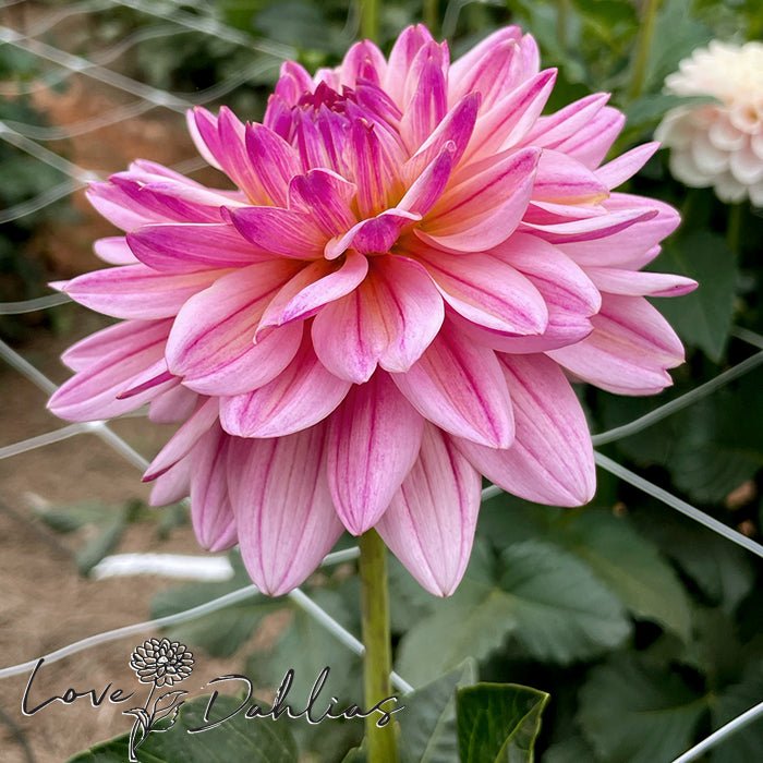Pink Magic Dahlia Tuber - Love Dahlias - south - africa - flower - bulbs