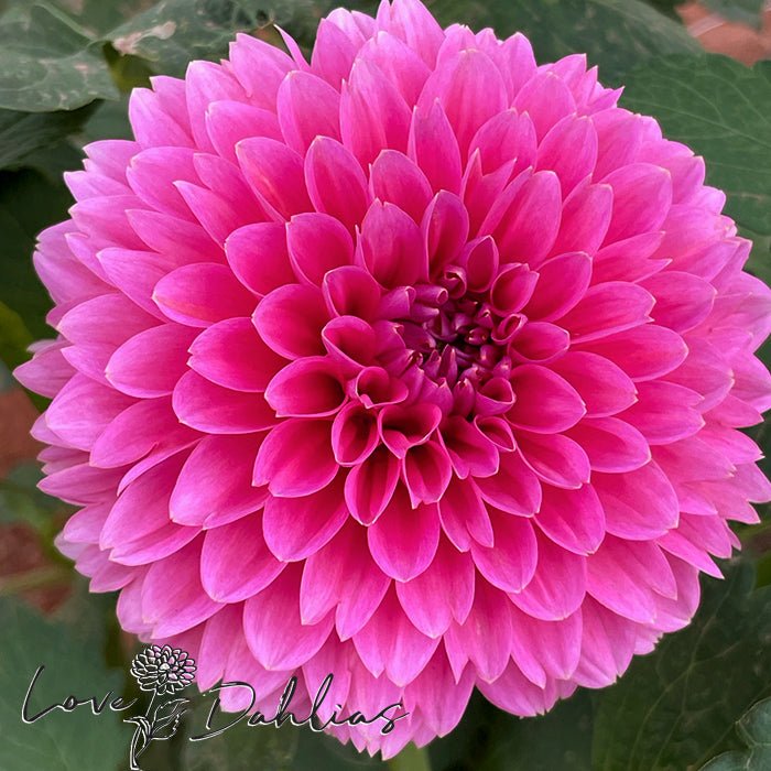 Pink Runner Dahlia Tuber - Love Dahlias - south - africa - flower - bulbs