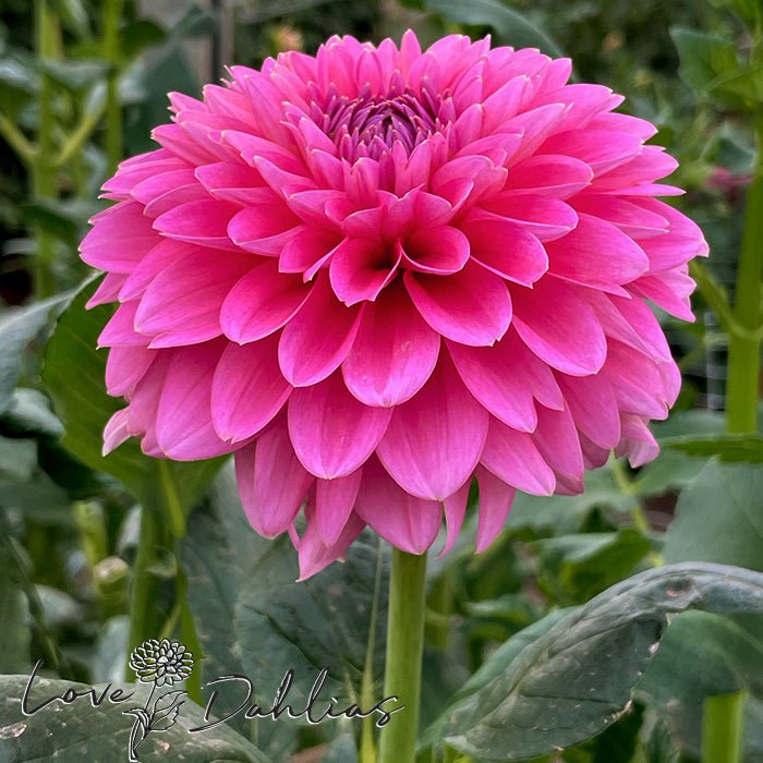 Pink Runner Dahlia Tuber - Love Dahlias - south - africa - flower - bulbs