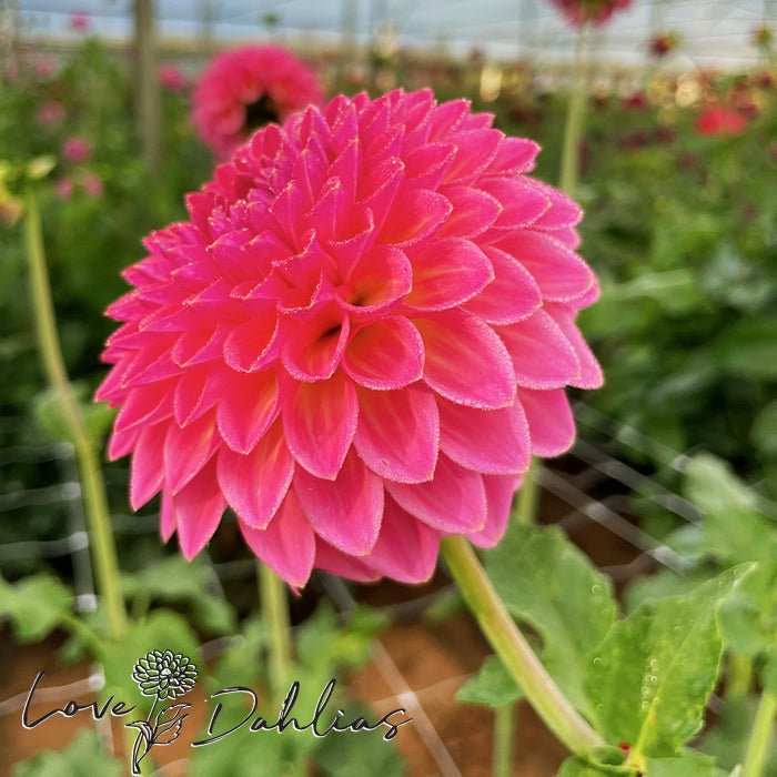 Pink Suffusion Dahlia Tuber - Love Dahlias - south - africa - flower - bulbs