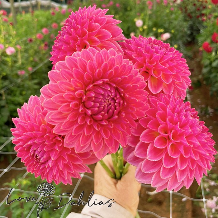 Pink Suffusion Dahlia Tuber – Love Dahlias